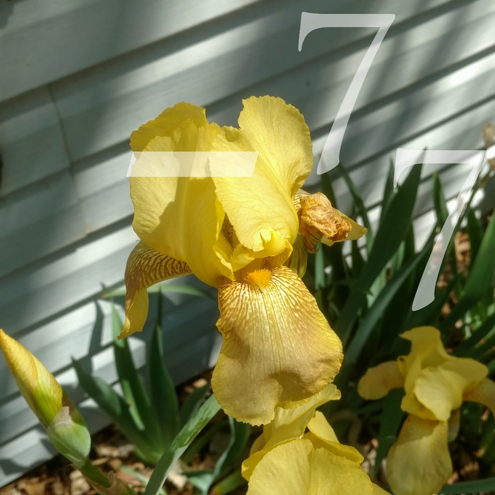 🌱  25 Mixed Tall German Bearded Iris Flower Bulb SEEDS  🌱 - Picture 3 of 9